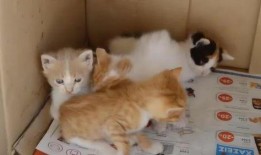 猫梨梨被爆料视频,真相与争议并存