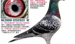 武汉鸽子最新爆料,揭秘城市生活背后的不为人知故事