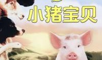 小猪宝贝在线观看,欢乐成长之旅