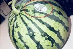 定州网红吃瓜,揭秘网络红人的幕后故事