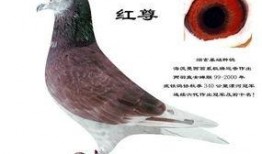 武汉鸽子最新爆料,揭秘城市生活背后的不为人知故事