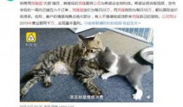 猫梨梨被爆料视频,真相与争议并存