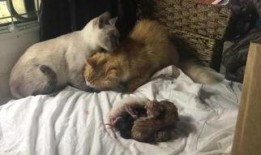 猫梨梨被爆料视频,真相与争议并存