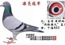 武汉鸽子最新爆料,揭秘城市生活背后的不为人知故事