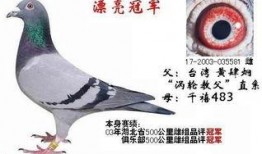 武汉鸽子最新爆料,揭秘城市生活背后的不为人知故事