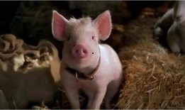 小猪宝贝在线观看,欢乐成长之旅