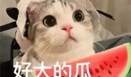主打一个吃瓜现场的网红,网红吃瓜现场，笑料百出！