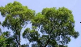 相思树在线观看,在线重温那段刻骨铭心的爱情故事